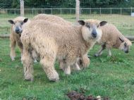 Wenslydale Sheep 